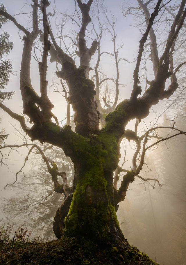 yew tree