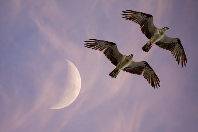 A Pair of Osprey